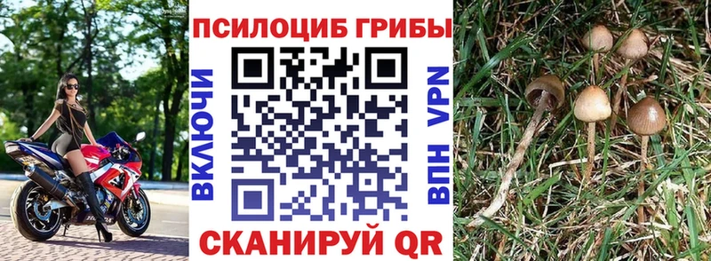 Псилоцибиновые грибы прущие грибы  Купить закладки  Красный Сулин 
